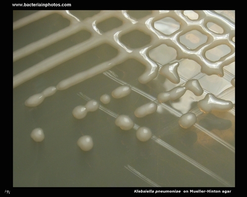 mueller hinton klebsiella